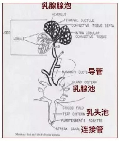 奶牛產奶原理