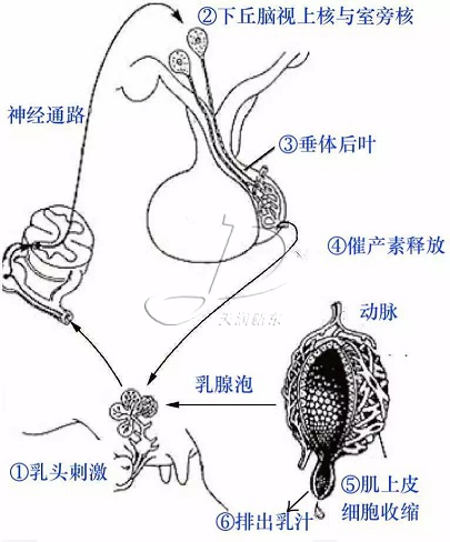 奶牛乳房結構