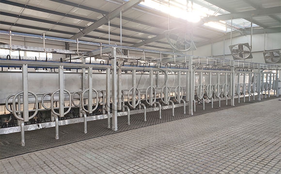 2*25奶牛<a href=/ target=_blank class=infotextkey>擠奶機</a>