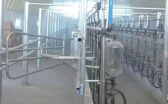 魚骨式計量瓶奶牛<a href=/ target=_blank class=infotextkey>擠奶機(jī)</a>